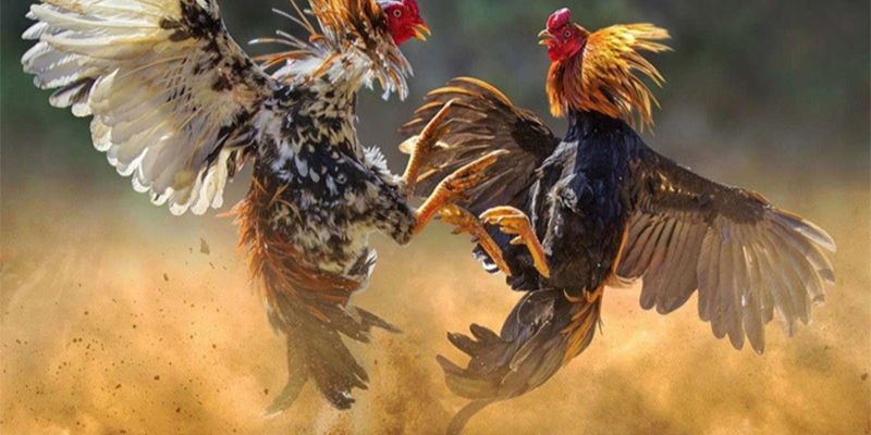 Live trực tiếp để anh em xem đá gà cựa sắt online